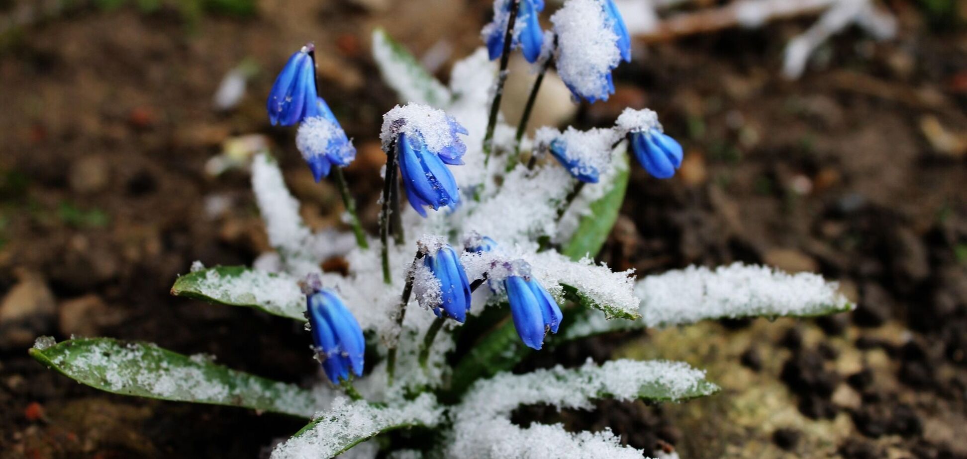 Вдарять заморозки: синоптики розповіли, де в четвер в Україні буде найхолодніше. Карта