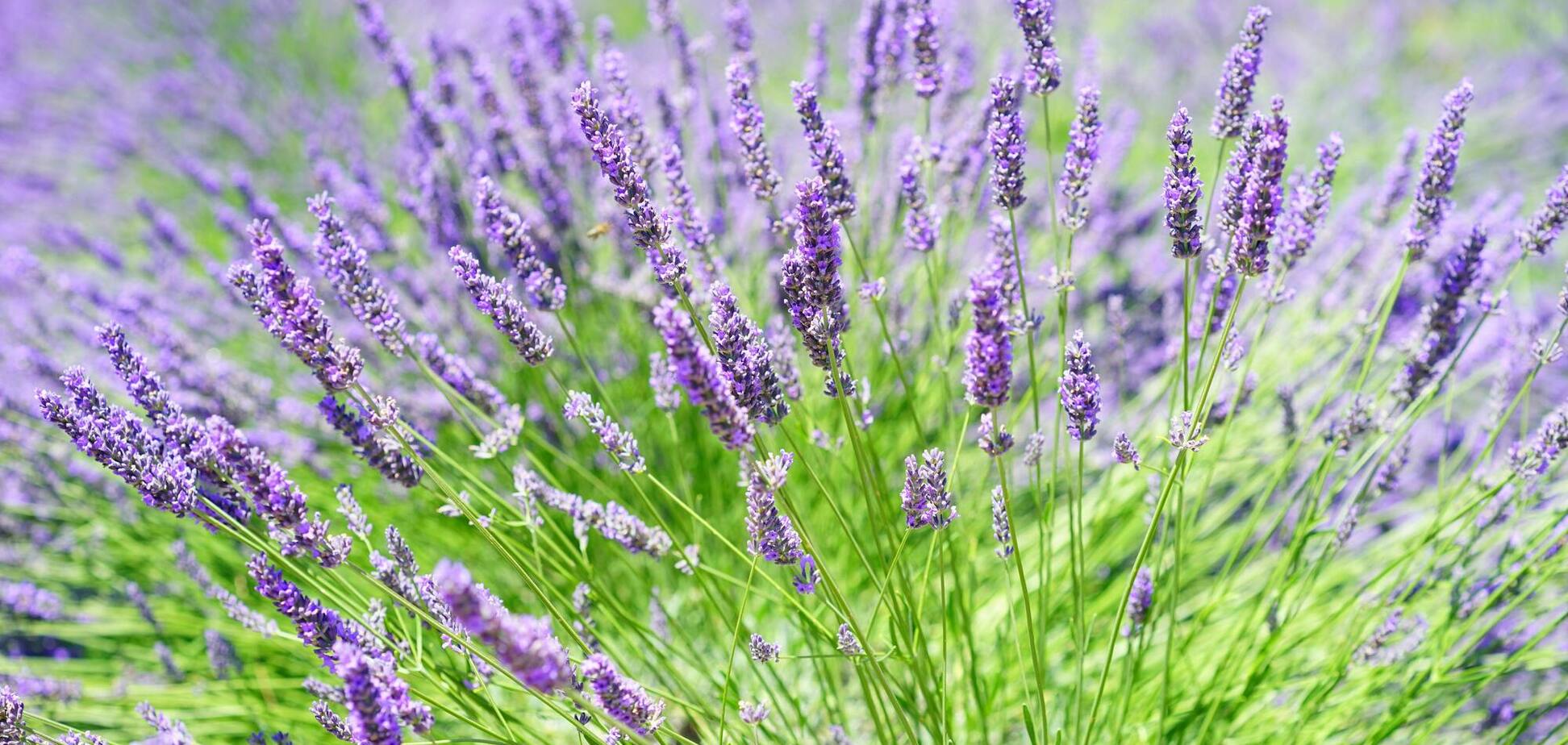 Лаванда вырастет крепкой и пышной: что не стоит делать с этим растением весной