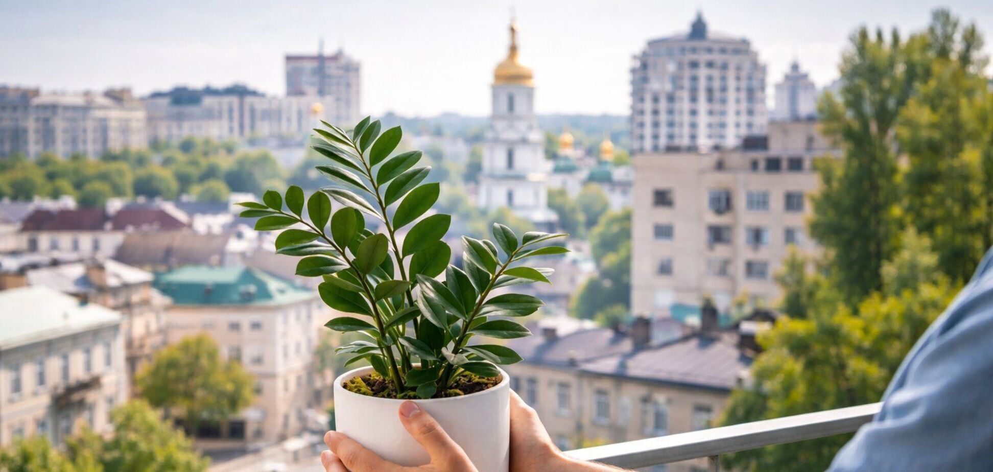 Комнатные растения в больших городах: что ставят в квартирах Киева, Харькова и Львова