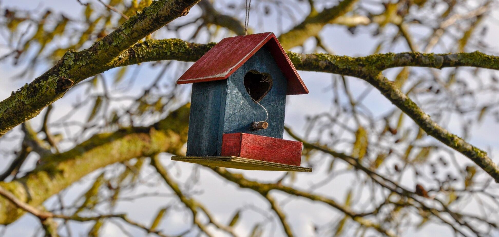 Як назвати 'скворєшнік' українською: переклад часто забувають
