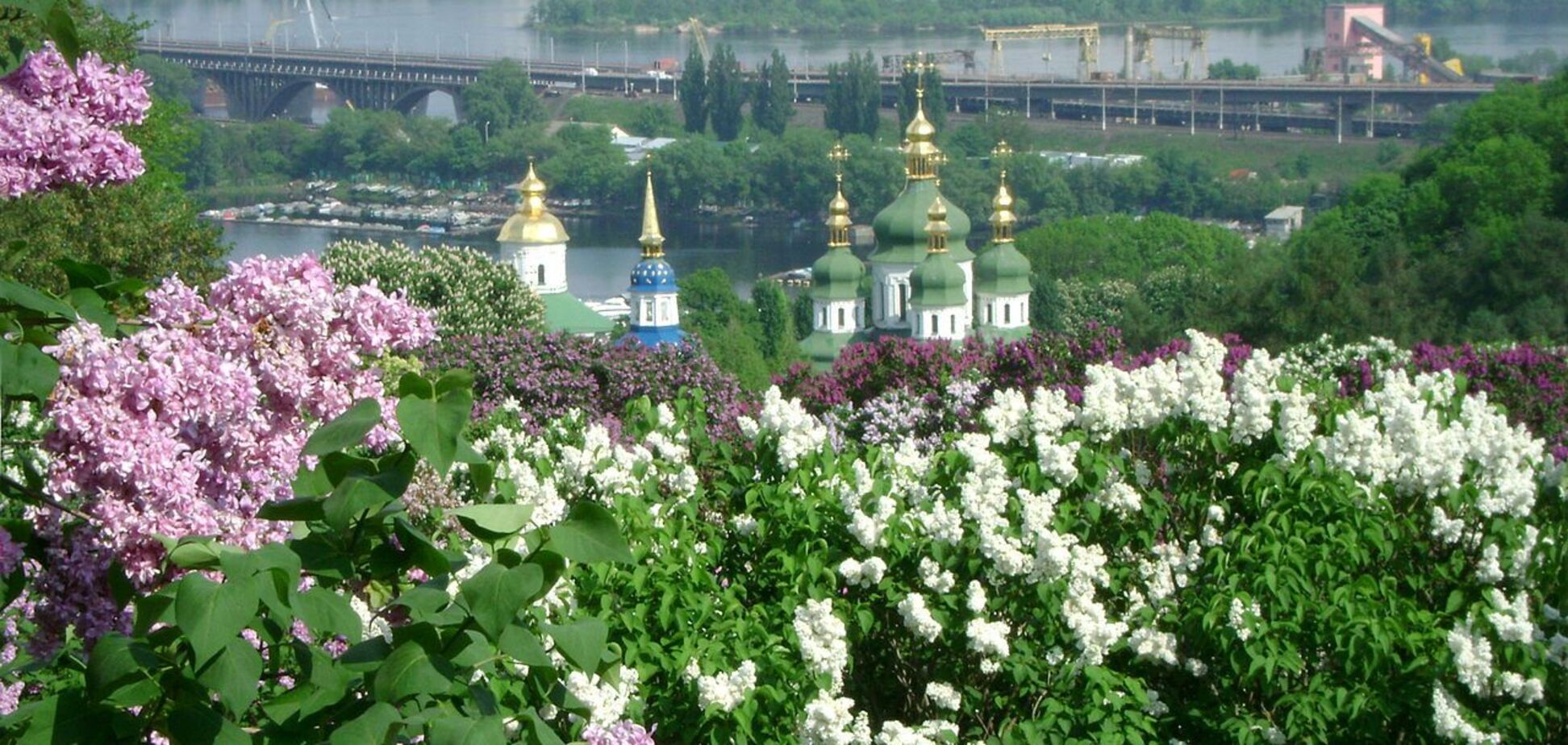Весенняя красота: в сети показали, как цвели сирени в ботсаду Гришко в 1970-х годах. Фото