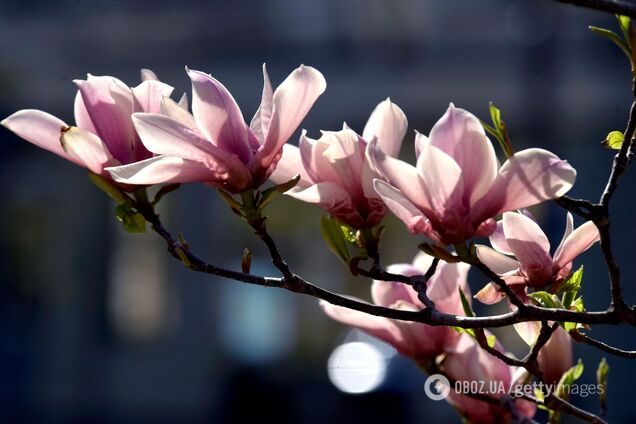 Дожди с мокрым снегом и заморозки: синоптик рассказал, чем удивит погода на Пасху и когда наконец-то придет потепление