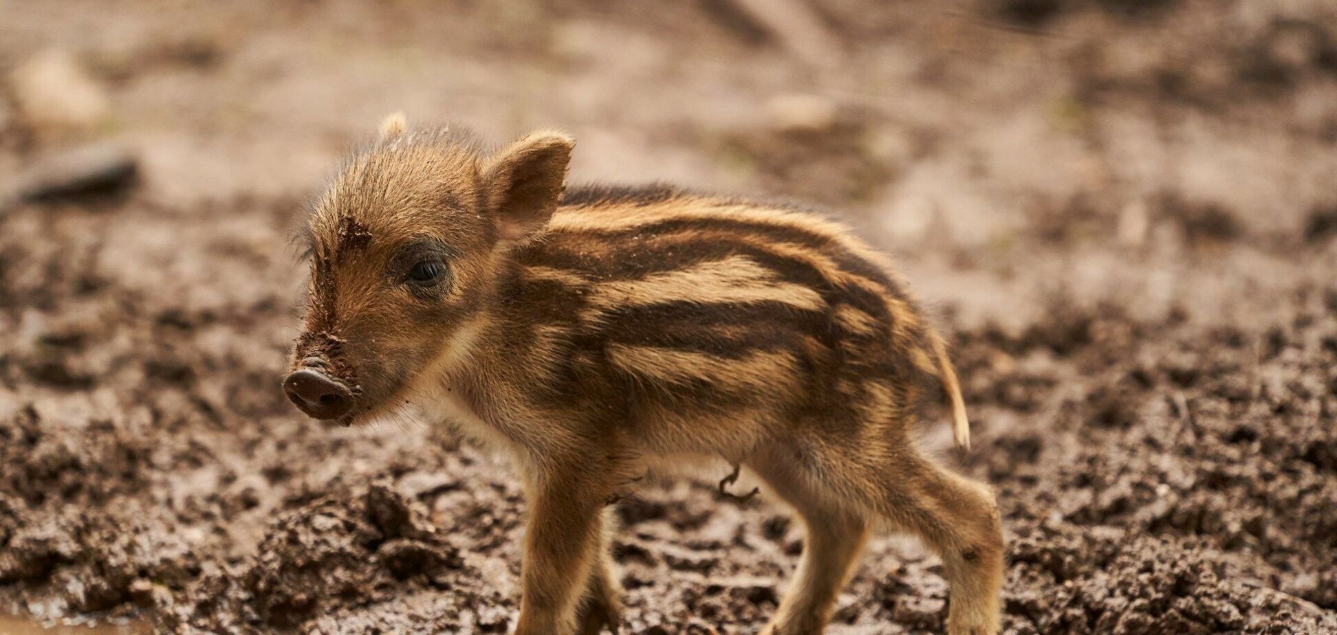 'Полосатое пополнение': в Карпатах удалось снять целую семью диких кабанов. Фото и видео