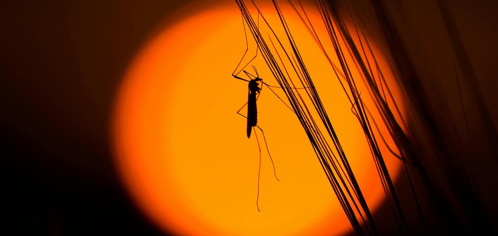 Як відлякати комарів від подвір’я: шість найбільш ефективних рослин