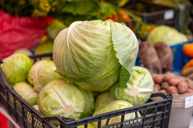 Иллюстрация - капуста белокочанная