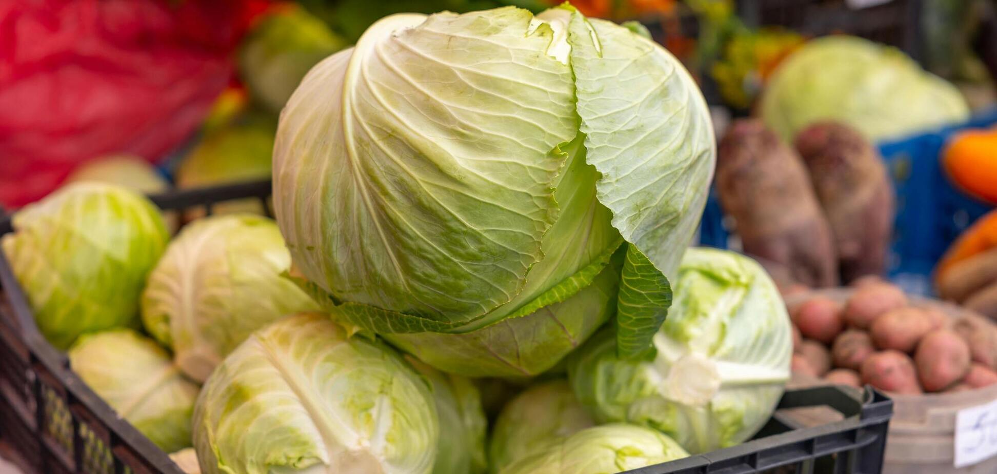 Ілюстрація - капуста білокачанна