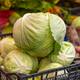 Ілюстрація - капуста білокачанна