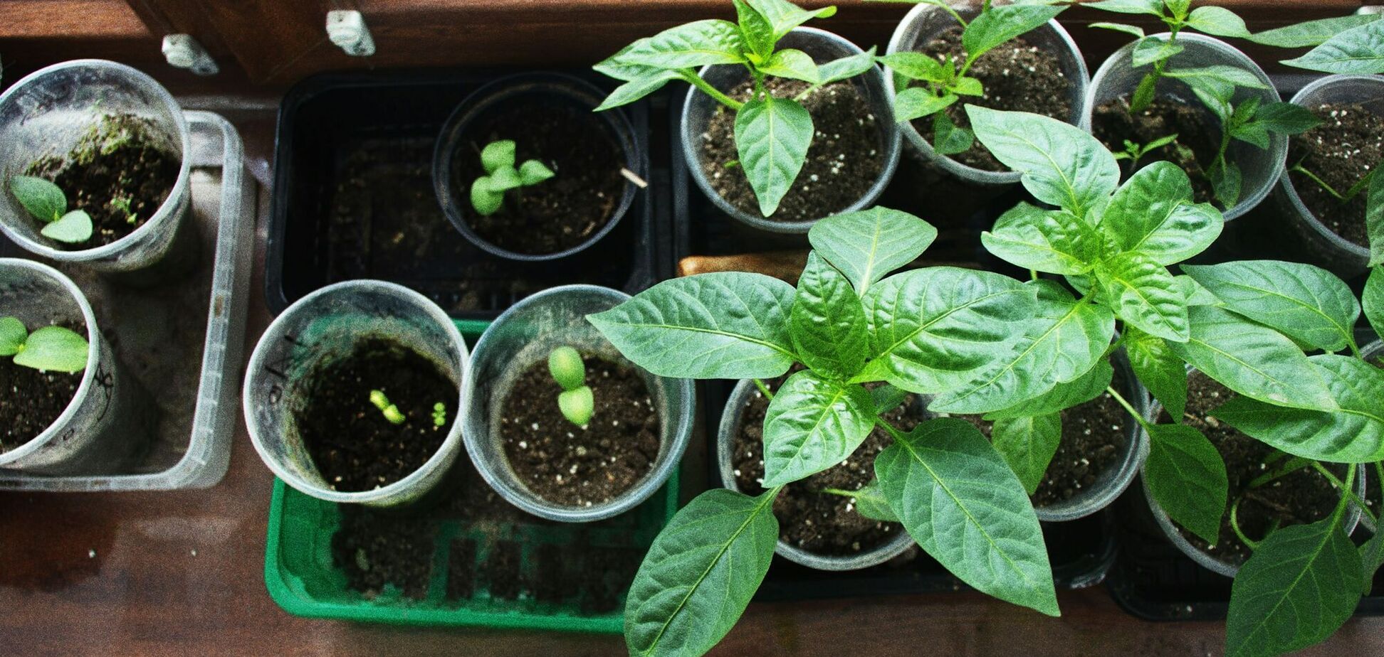 Чем полить рассаду помидоров: урожай увеличится в разы