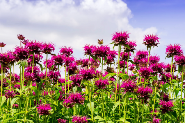 Цвіте все літо: що посадити на дачі, щоб відлякувало кліщів