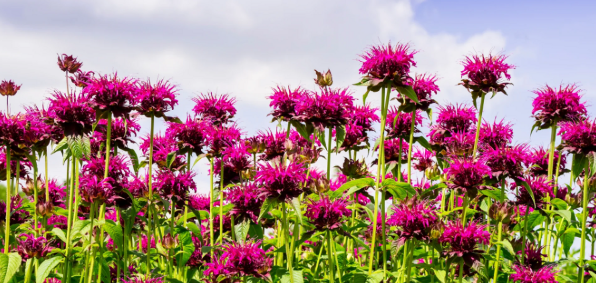 Цвіте все літо: що посадити на дачі, щоб відлякувало кліщів