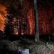 Почти 2250 гектаров украинской земли выгорело в результате пожаров в экосистемах: в каких областях больше всего