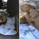 Із вогняної пастки в Зоні відчуження врятували вже друге лосеня. Фото