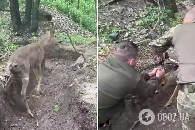Українські прикордонники врятували косулю, яка заплуталася в антидроновій сітці. Відео