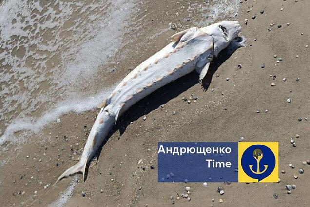 Вблизи оккупированного Мариуполя на побережье Азовского моря выбросило дельфина в мазуте. Фото