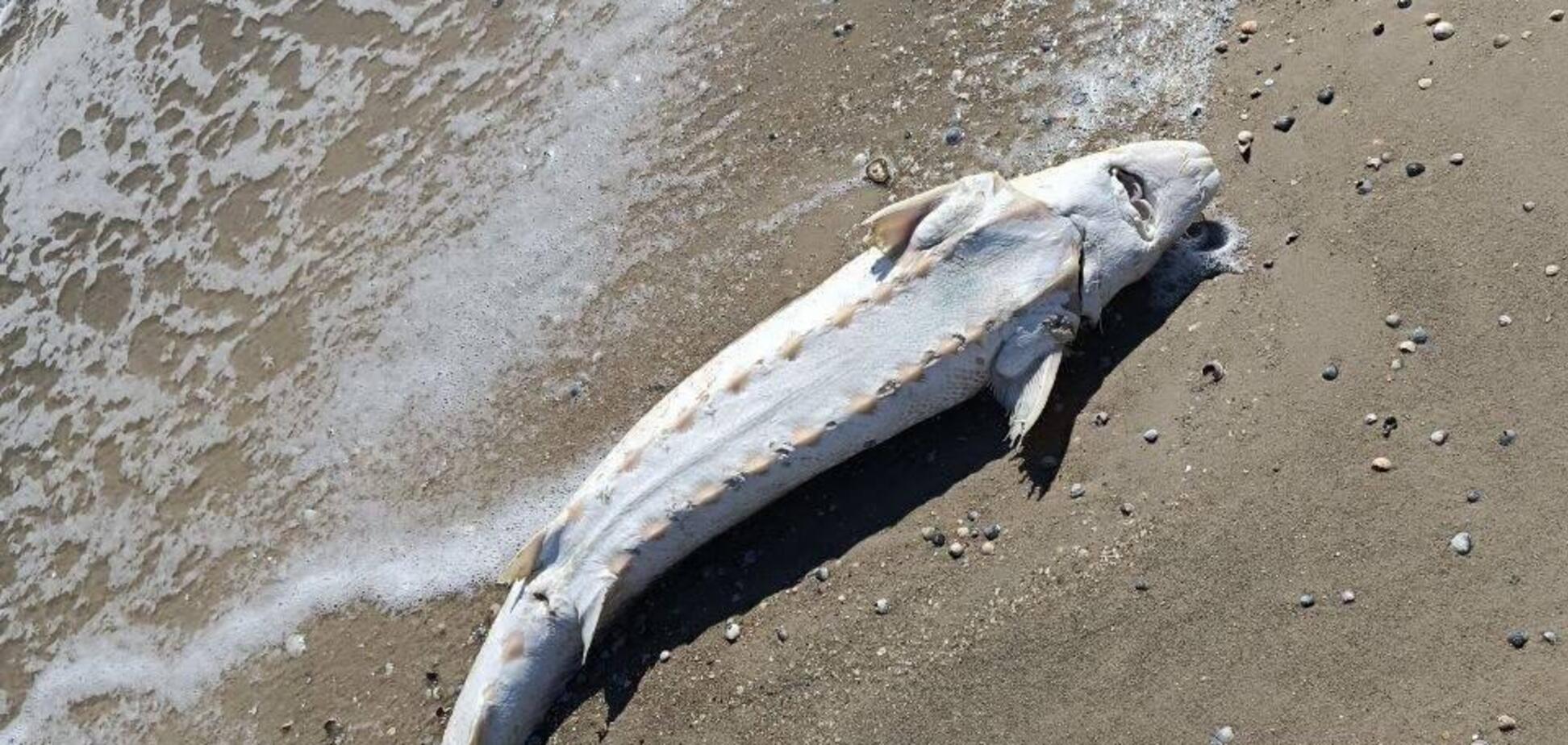Вблизи оккупированного Мариуполя на побережье Азовского моря выбросило дельфина в мазуте. Фото