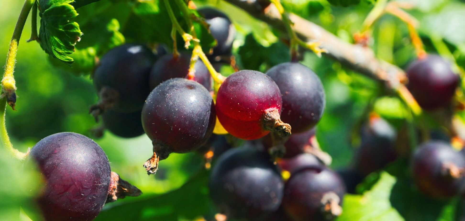 Потрібен лише один продукт із кухні: чим підживити смородину