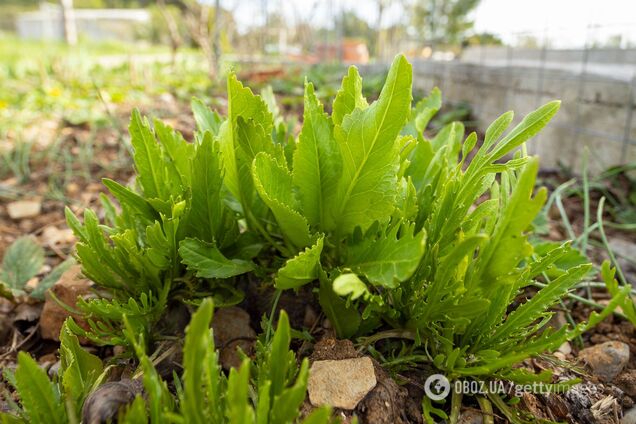 Від кротів і кліщів: одна рослина може замінити купу хімії