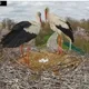 У знаменитых аистов Грицика и Одарки начали вылупляться птенцы