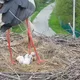 У родині відомих лелек Одарки та Грицика з'явились перші пташенята. Відео