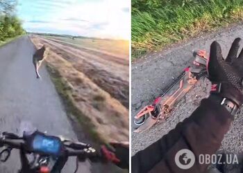 В Угорщині заєць 'збив' чоловіка на самокаті: момент незвичайної ДТП потрапив на відео
