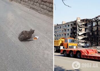 В Киеве спасли обгоревшую кошку, которая три дня пряталась в завалах на Лукьяновке. Подробности и видео