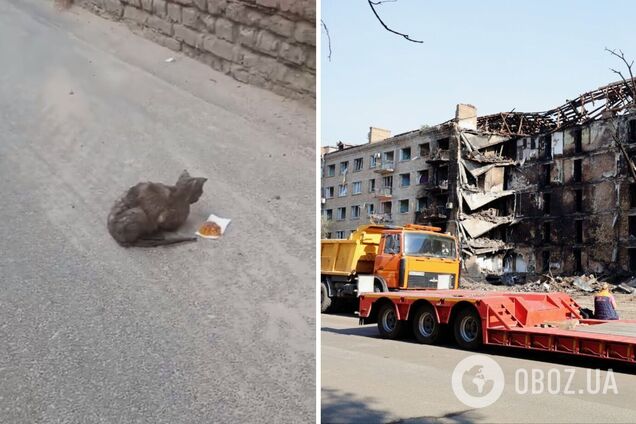 У Києві врятували обгорілу кішку, яка три дні ховалась у завалах на Лук’янівці. Подробиці та відео