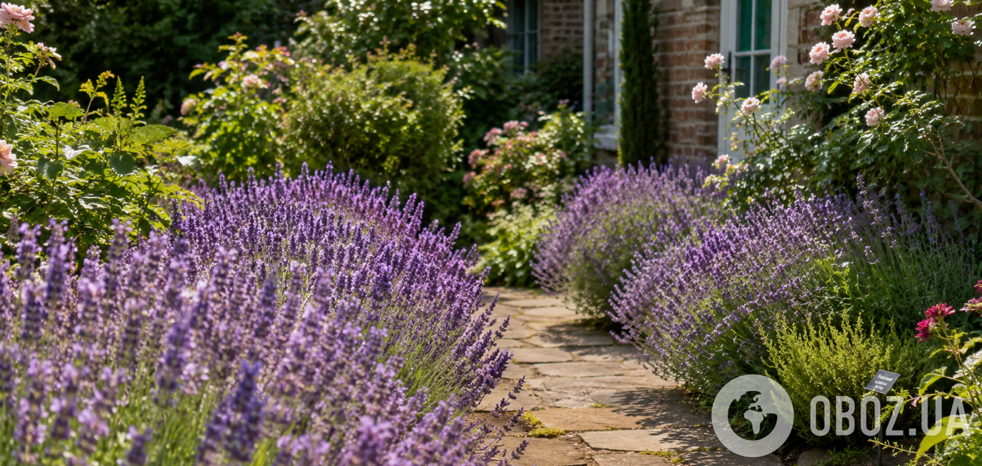 Лаванда цвістиме роками: допоможе 5-хвилинний метод відновлення