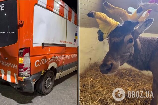 Відомий олень Борис потрапив у другу аварію за останній час: в якому він стані
