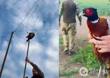 На Донеччині аеророзвідники врятували фазана, який заплутався в антидроновій сітці. Відео
