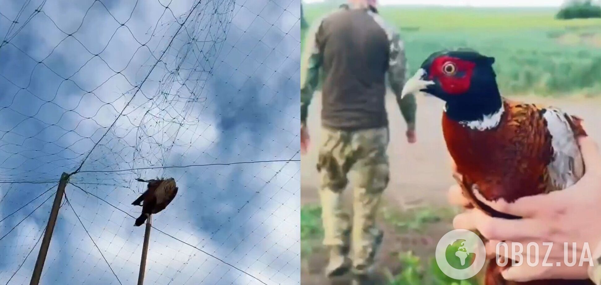 На Донеччині аеророзвідники врятували фазана, який заплутався в антидроновій сітці. Відео