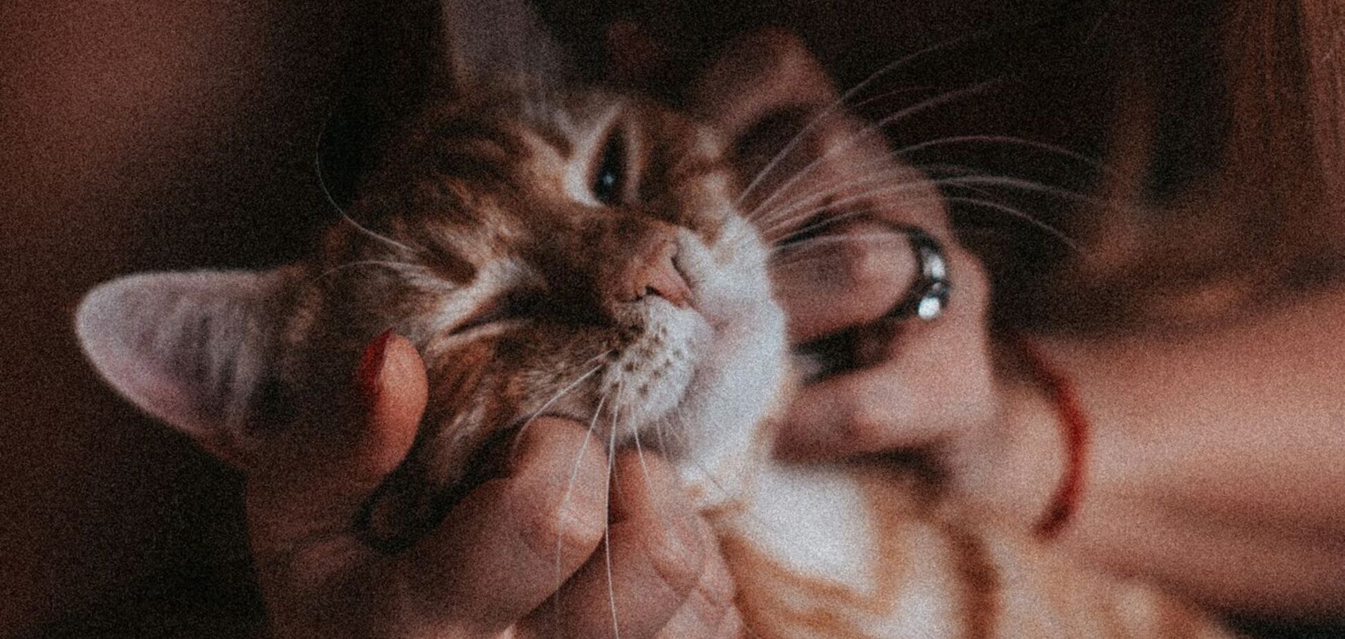 Спілкування з котами