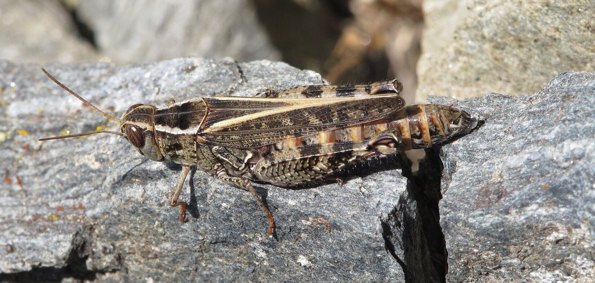 Итальянский прус (Calliptamus italicus)
