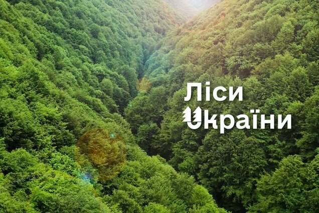 'Нагадує продаж посад': експерти заявили про кулуарні домовленості навколо ДП 'Ліси України'
