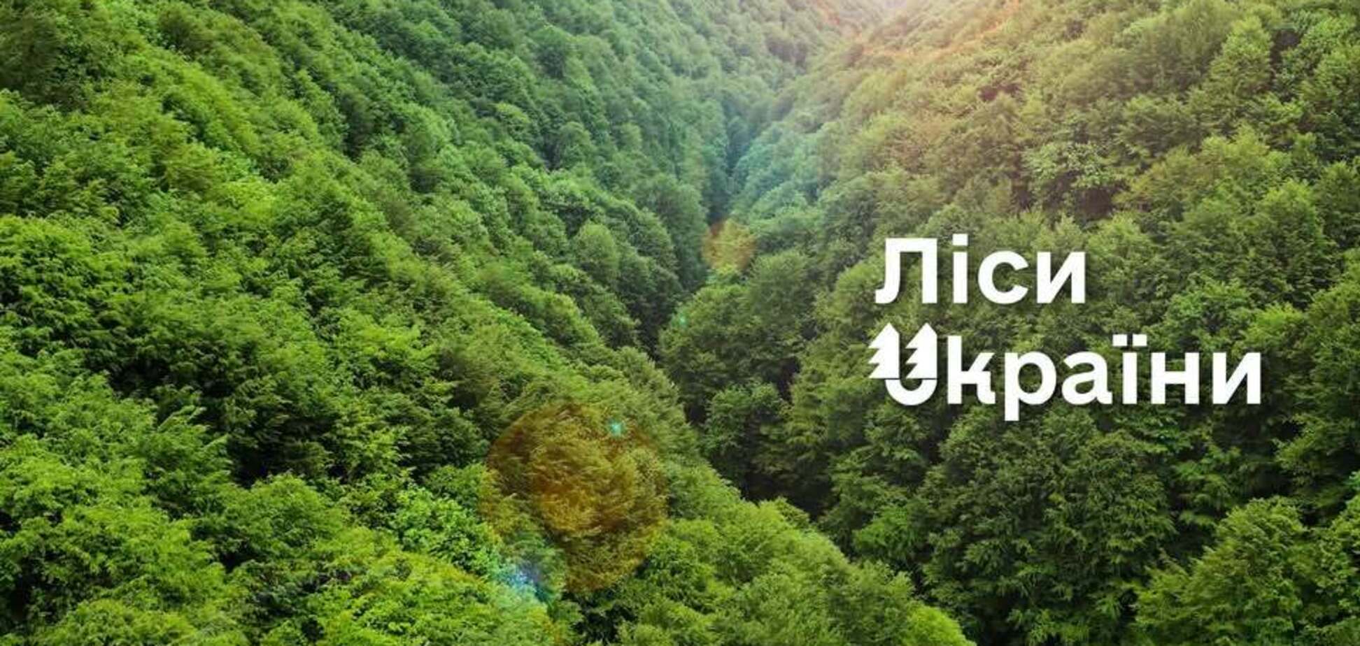 'Нагадує продаж посад': експерти заявили про кулуарні домовленості навколо ДП 'Ліси України'
