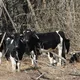 В Чернобыле заметили уникальное стадо коров. Видео