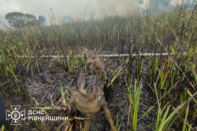 На Ривненщине пожарные спасли двух оленят из огненной ловушки. Фото