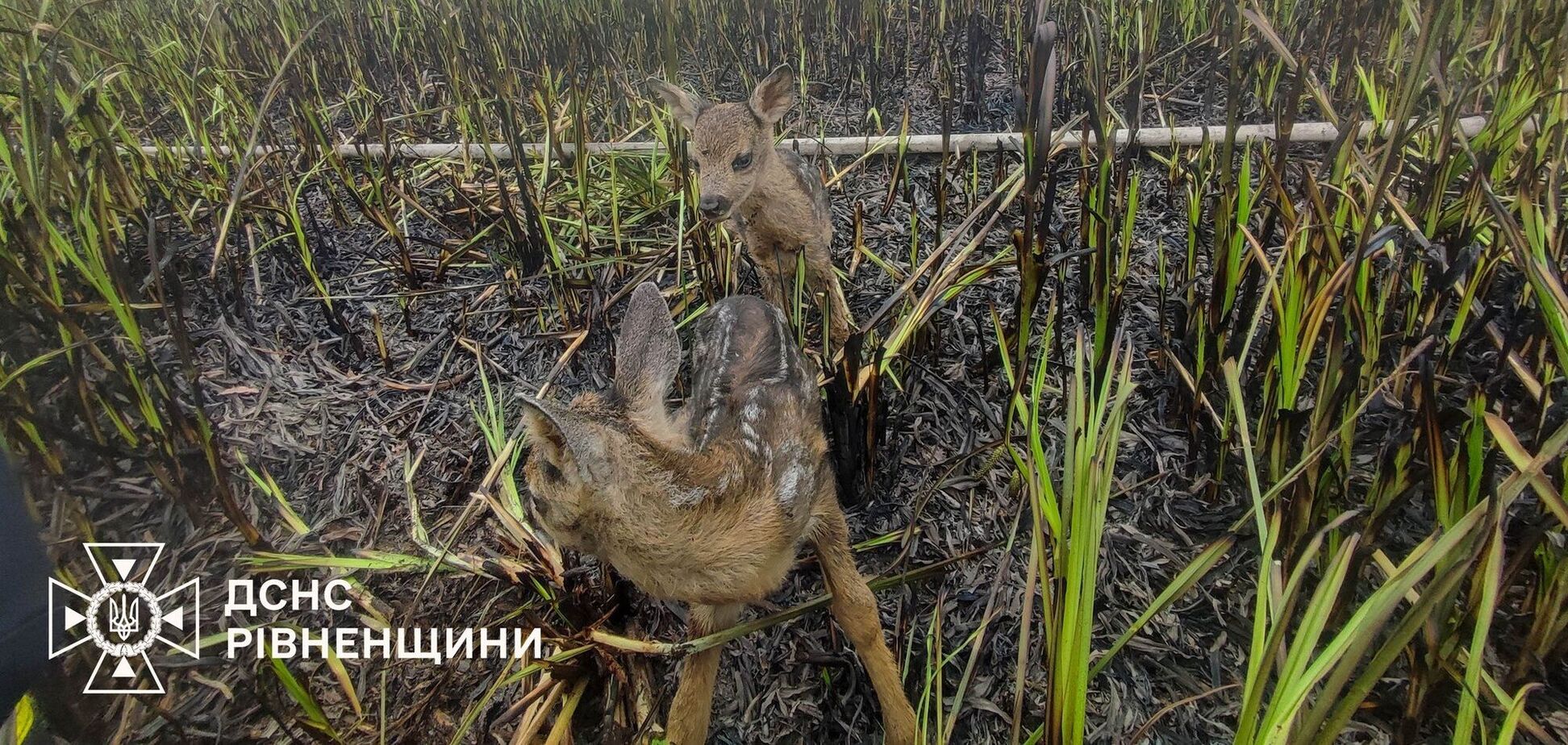 На Ривненщине пожарные спасли двух оленят из огненной ловушки. Фото