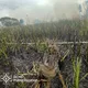 На Ривненщине пожарные спасли двух оленят из огненной ловушки. Фото