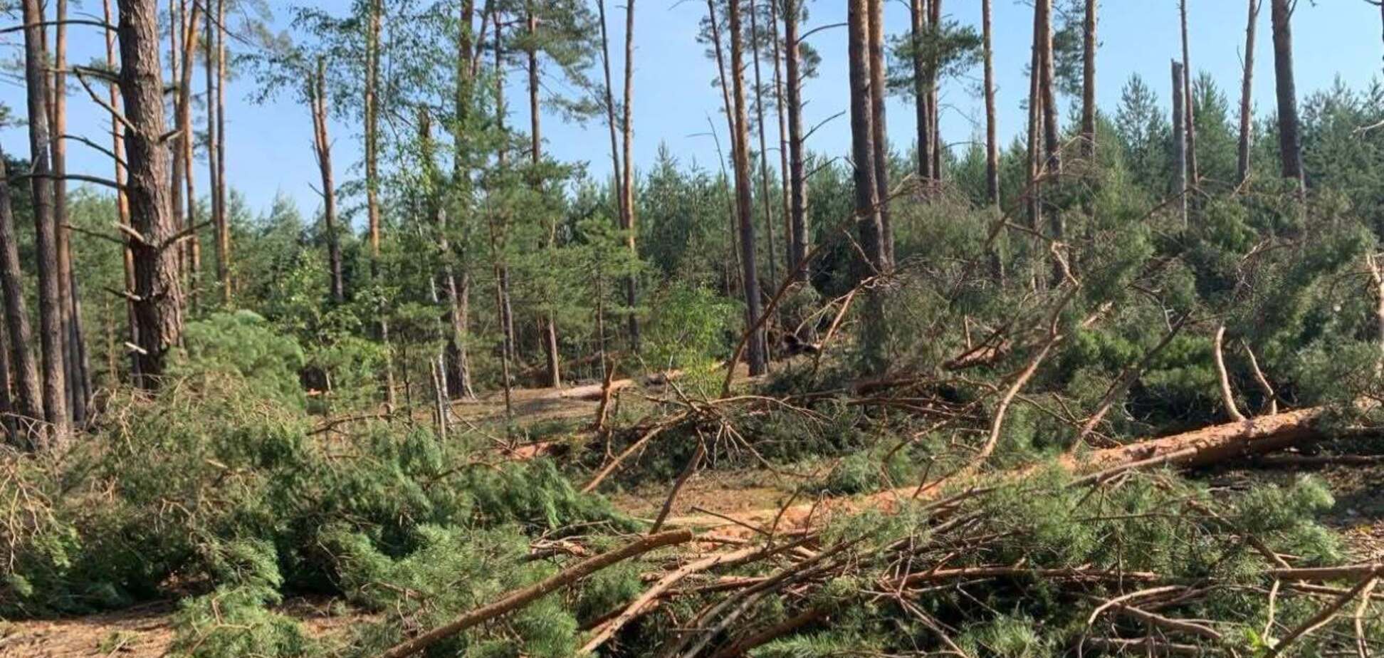 Найбільших втрат зазнали соснові ліси