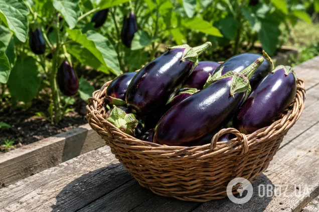 Как и чем подкармливать баклажаны летом: советы для хорошего урожая