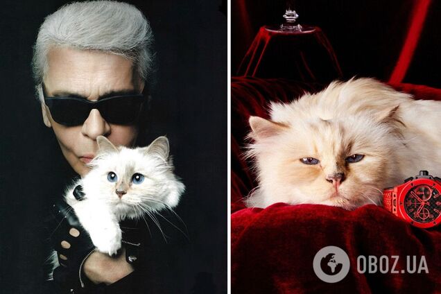 Кошка Карла Лагерфельда, на которую модельер переписал свое наследство, не получила ни копейки: почему дело передали в суд