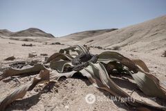 Ученые рассчитали, когда на Земле исчезнет последнее растение: стоит ли беспокоиться