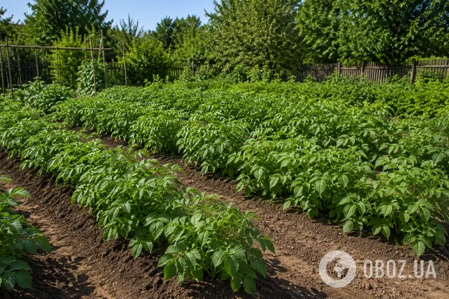 Картопля на грядці