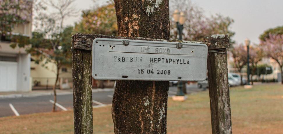 55 років тому астронавт привіз на Місяць горсть насіння: дерева ростуть досі