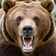 В Магаданской области РФ медведь загрыз россиянина в его собственном доме: подробности инцидента. Фото