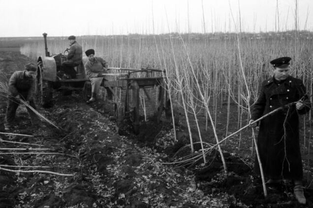 Чому Сталін наказав всюди садити тополі в СРСР: це мало хто знає
