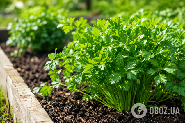 Чем подкормить петрушку: будет как с картинки