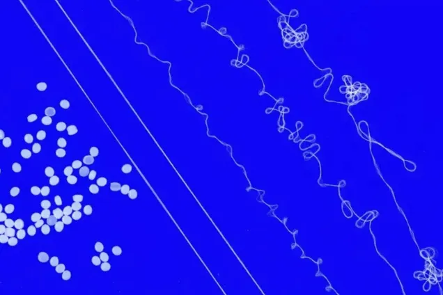Лучше, чем спандекс: ученые разработали пряжу из пластика, которую можно перерабатывать бесконечно