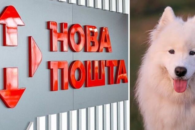 Крупнейший репутационный кризис: в 'Новой почте' рассказали, чем закончилась история с собакой и уволенными сотрудниками. Фото, видео
