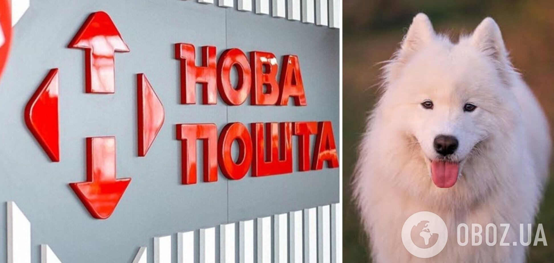 Скандал с собакой в «Новой почте» урегулирован
